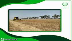 خریداری بیش از ۲ هزار و ۷۰۸ تن گندم در خراسان جنوبی